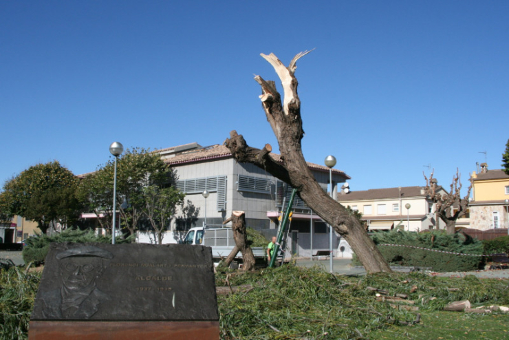 Tala del desmai dels jardins de l'Alcalde Florenci Nualart i Permanyer.