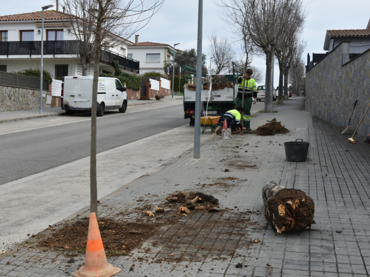 Plantada C Minerva 3