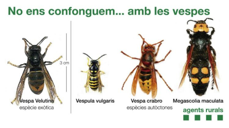Vespa velutina
