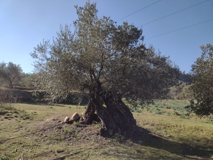 Oivera mil·lenària