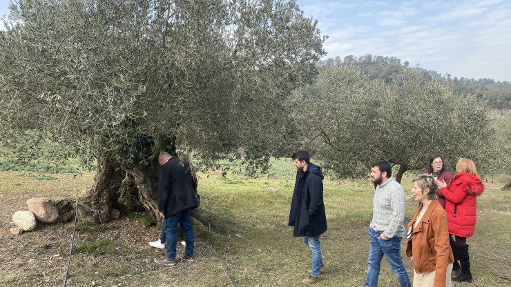 Constitució de la taula pel reconeixement de la DOP “Oli de Vera del Vallès