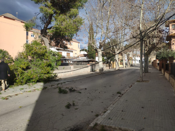 Arbre caigut al Passeig de la Carrerada