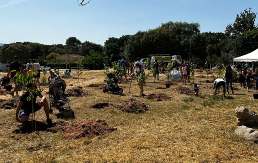 Plantada d'arbres