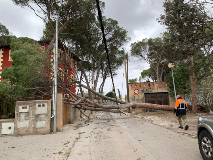 Arbre caigut a la pujada del carrer Montjuïc