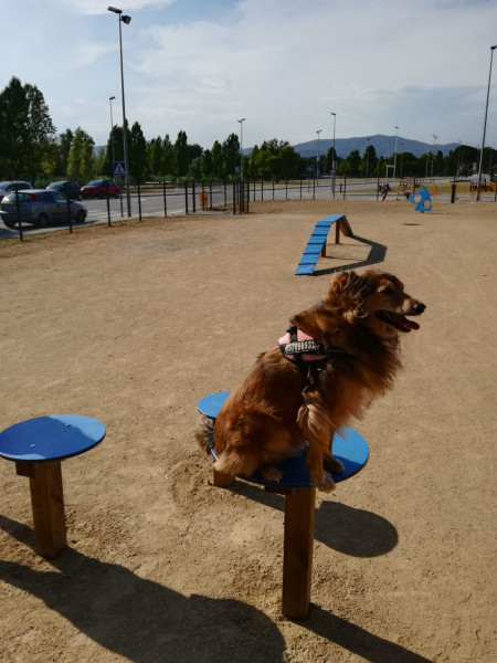 Obertura de l'espai d'esbarjo per a gossos