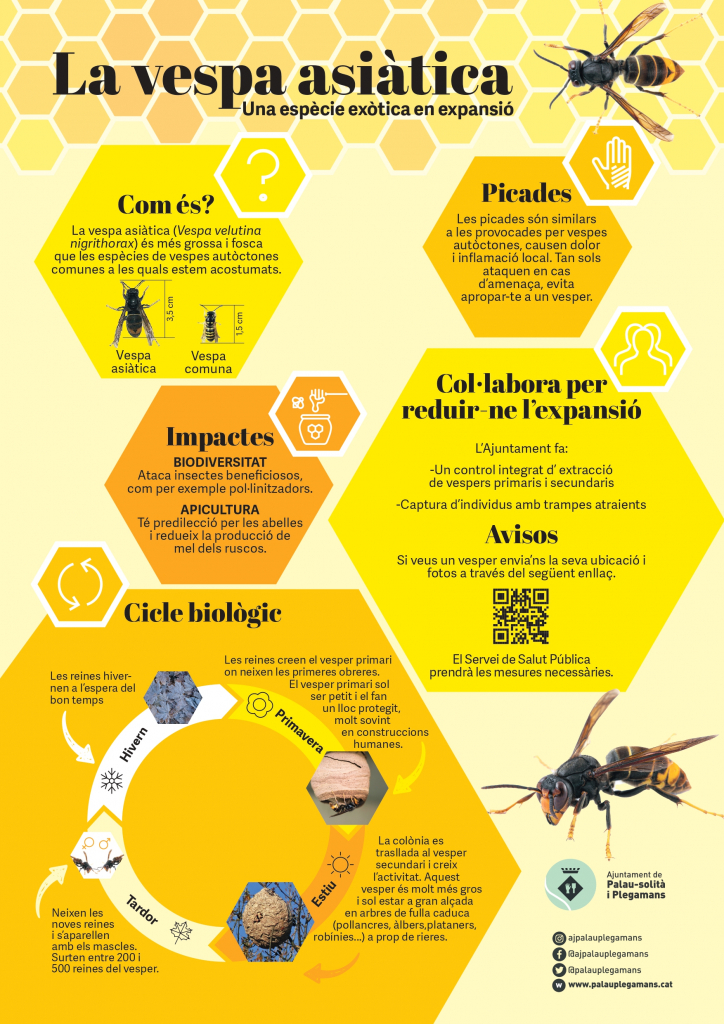 Campanya contra la vespa asiàtica